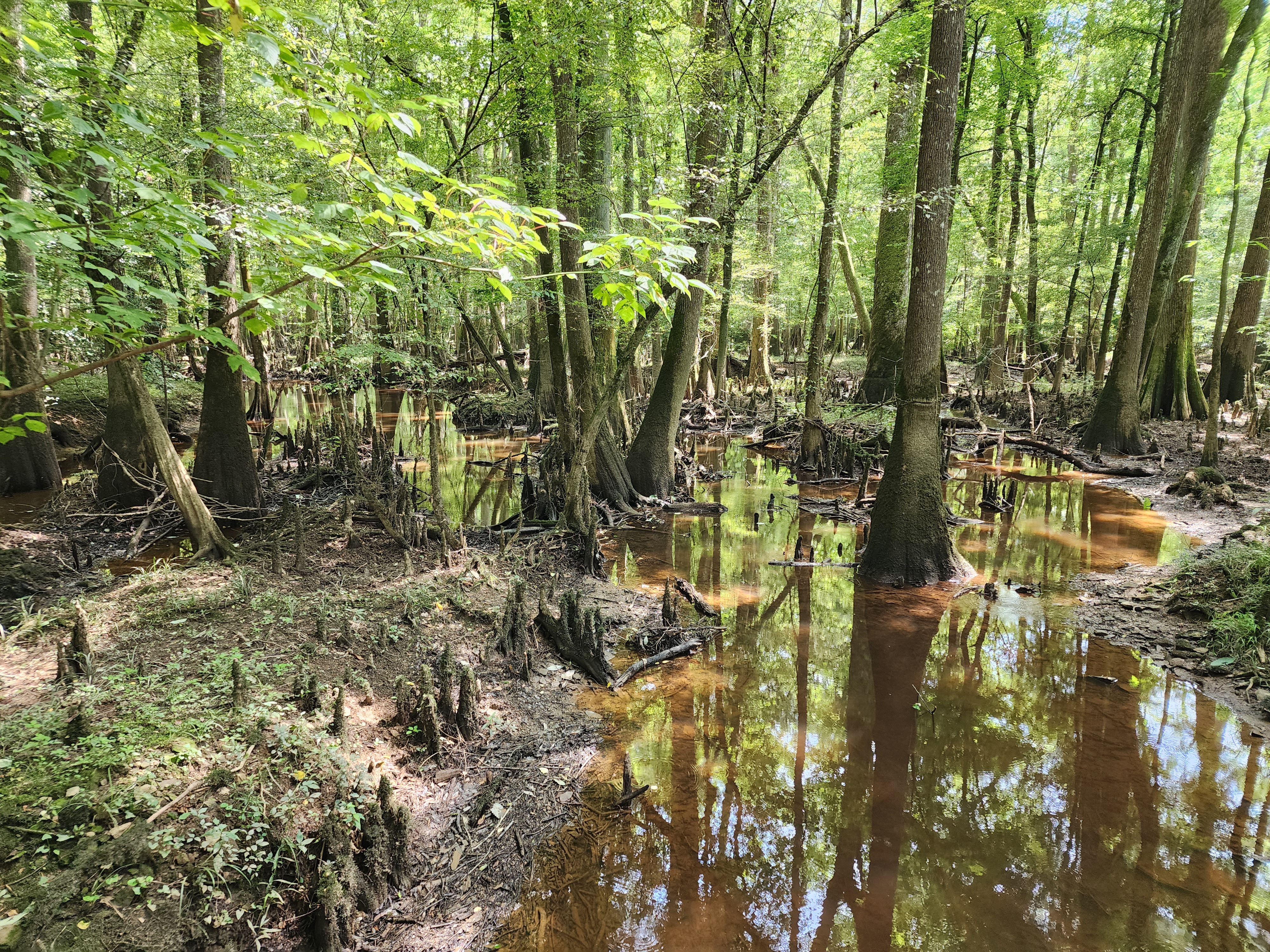 Congaree National Park