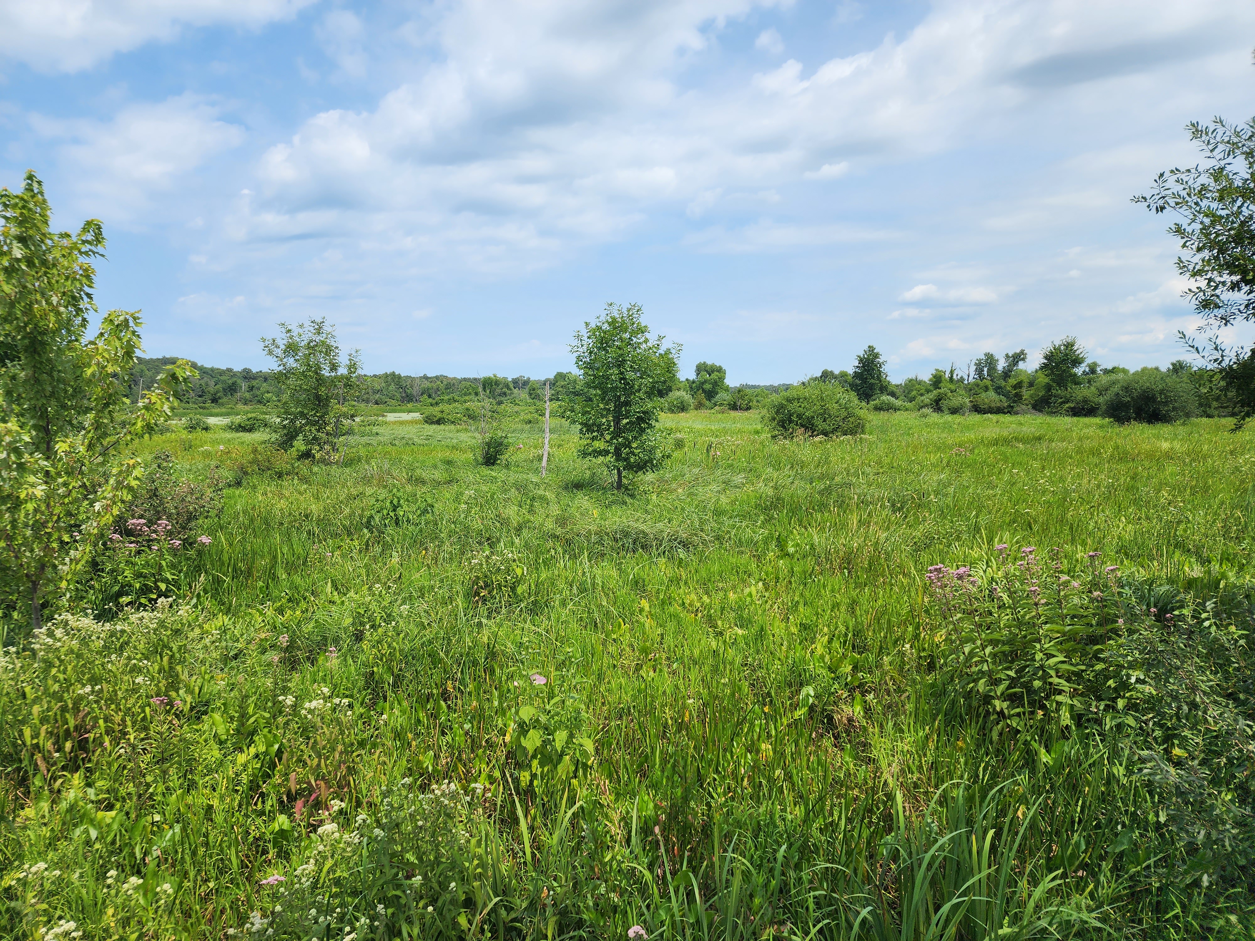 Wetland